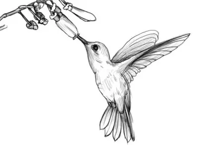 Рисунки птиц для срисовки