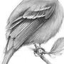 Рисунки Птиц Для Срисовки