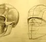 Череп рисунок анатомия