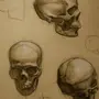 Череп рисунок анатомия