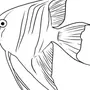 Рисунок Рыбы Карандашом Для Срисовки