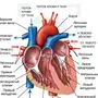 Сердце человека рисунок