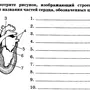 Сердце человека рисунок