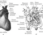 Сердце человека рисунок