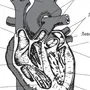 Сердце Человека Рисунок