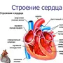 Сердце человека рисунок