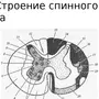 Спинной мозг рисунок 8 класс