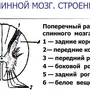 Спинной Мозг Рисунок 8 Класс