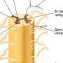 Спинной мозг рисунок 8 класс