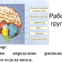 Рисунок Строение Головного Мозга 8 Класс Биология