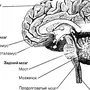 Рисунок Строение Головного Мозга 8 Класс Биология
