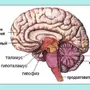 Рисунок строение головного мозга 8 класс биология