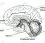 Рисунок строение головного мозга 8 класс биология