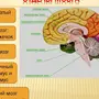Рисунок строение головного мозга 8 класс биология