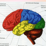 Рисунок Строение Головного Мозга 8 Класс Биология