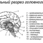 Рисунок строение головного мозга 8 класс биология