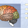 Рисунок строение головного мозга 8 класс биология