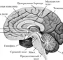 Рисунок строение головного мозга 8 класс биология