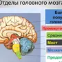 Рисунок строение головного мозга 8 класс биология