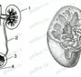 Рисунок строение почки 8 класс биология