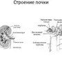 Рисунок Строение Почки 8 Класс Биология