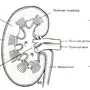 Рисунок строение почки 8 класс биология