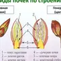 Рисунок строение почки 8 класс биология