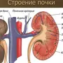 Рисунок Строение Почки 8 Класс Биология