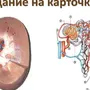 Рисунок Строение Почки 8 Класс Биология