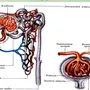 Рисунок строение почки 8 класс биология
