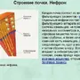 Рисунок Строение Почки 8 Класс Биология