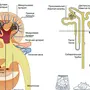 Рисунок строение почки 8 класс биология