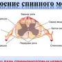 Строение спинного мозга рисунок 8 класс