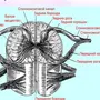 Строение спинного мозга рисунок 8 класс