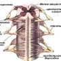 Строение спинного мозга рисунок 8 класс
