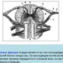 Строение Спинного Мозга Рисунок 8 Класс