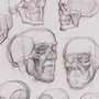 Строение головы человека рисунок