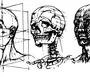 Строение головы человека рисунок