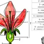 Строение цветка рисунок