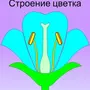 Строение цветка рисунок