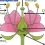 Строение Цветка Рисунок