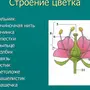 Строение Цветка Рисунок