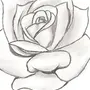 Роза Для Срисовки