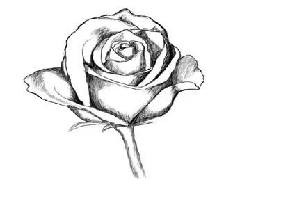 Роза картинка рисунок