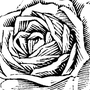 Роза рисунок черно белый