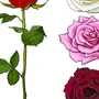 Как нарисовать бутон розы