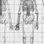 Анатомия человека рисунок карандашом
