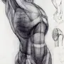 Анатомия человека рисунок карандашом
