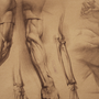 Рука анатомия рисунок