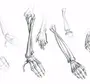 Рука анатомия рисунок